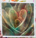 Succulent ~ Greeting Card (square)